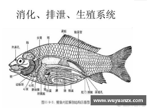 云顶国际唯一官方网站解剖鲫鱼的秘密：高中生如何逆袭北大清华？ - 副本